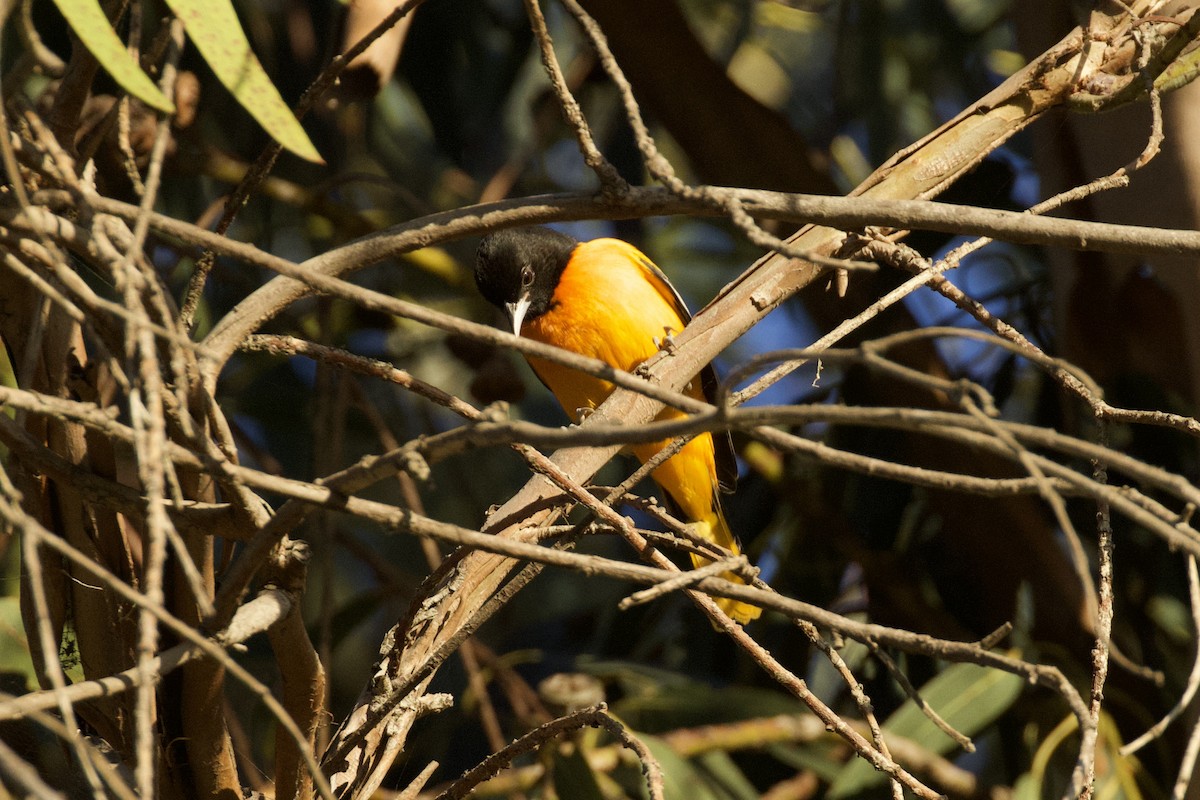 Baltimore Oriole - ML627497817