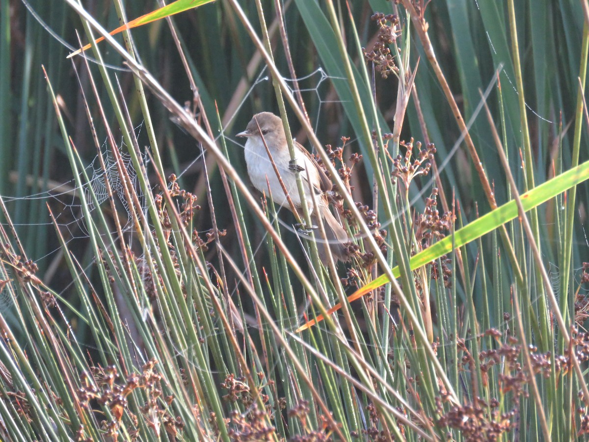 Lesser Swamp Warbler - ML627497819