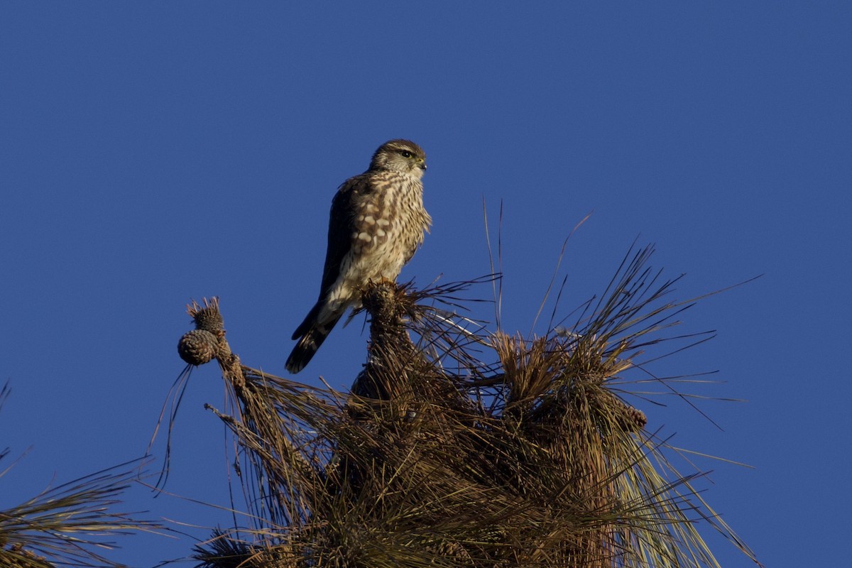 Merlin - ML627497820