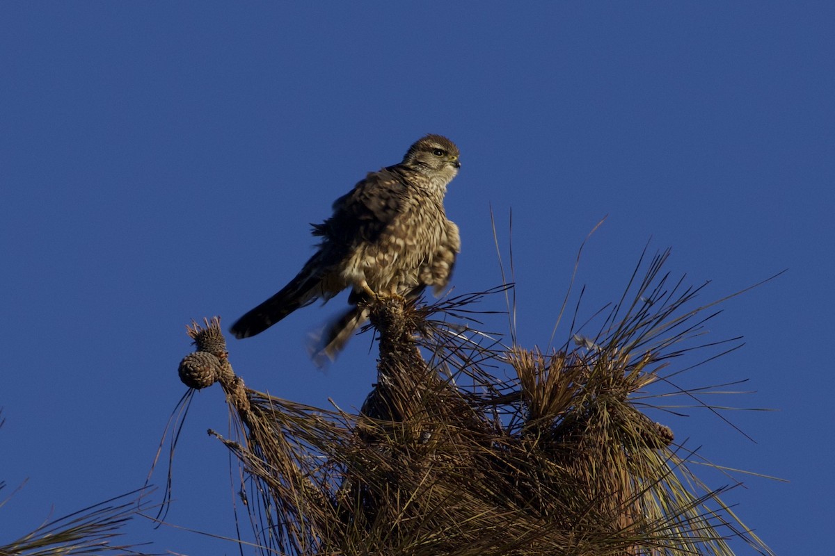 Merlin - ML627497821