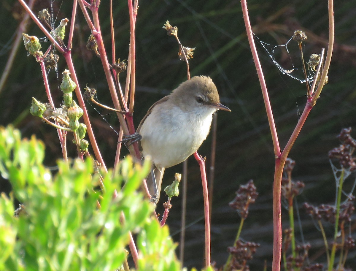 Lesser Swamp Warbler - ML627497826