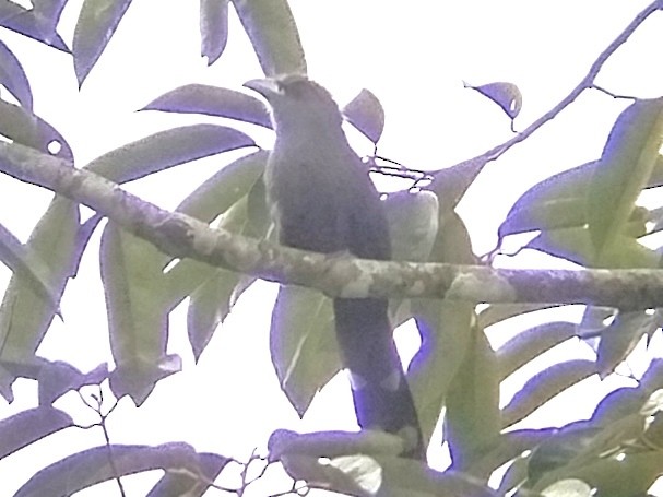 Black-bellied Malkoha - ML627497871