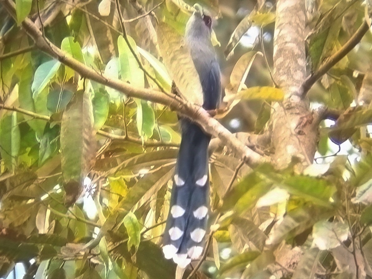 Black-bellied Malkoha - ML627497872