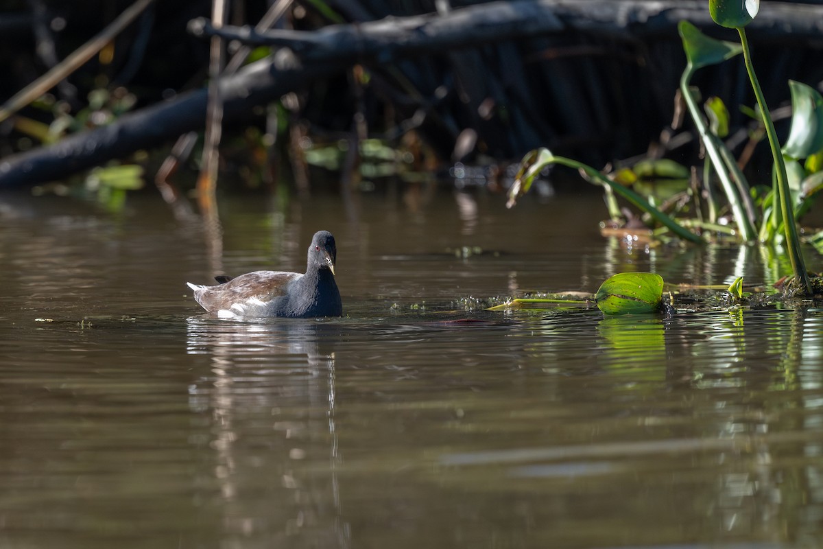 Common Gallinule - ML627497899
