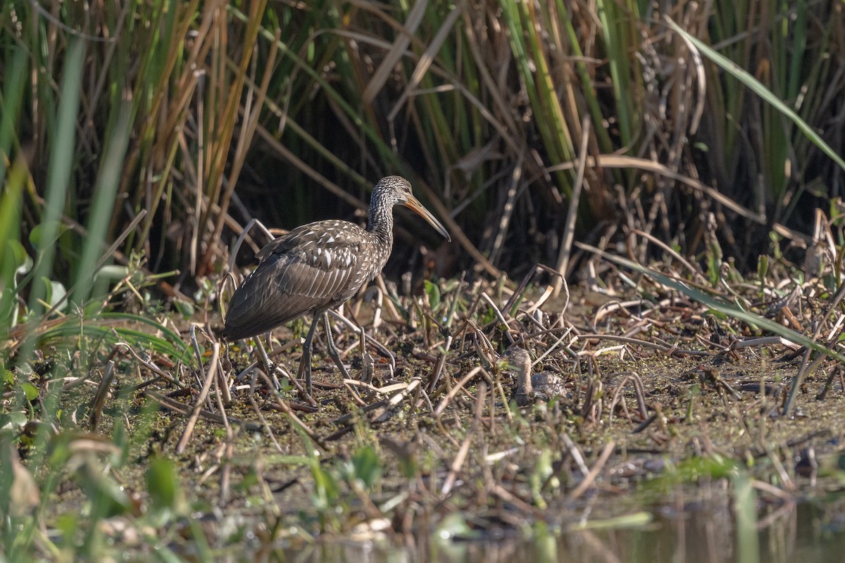 Limpkin - ML627497900