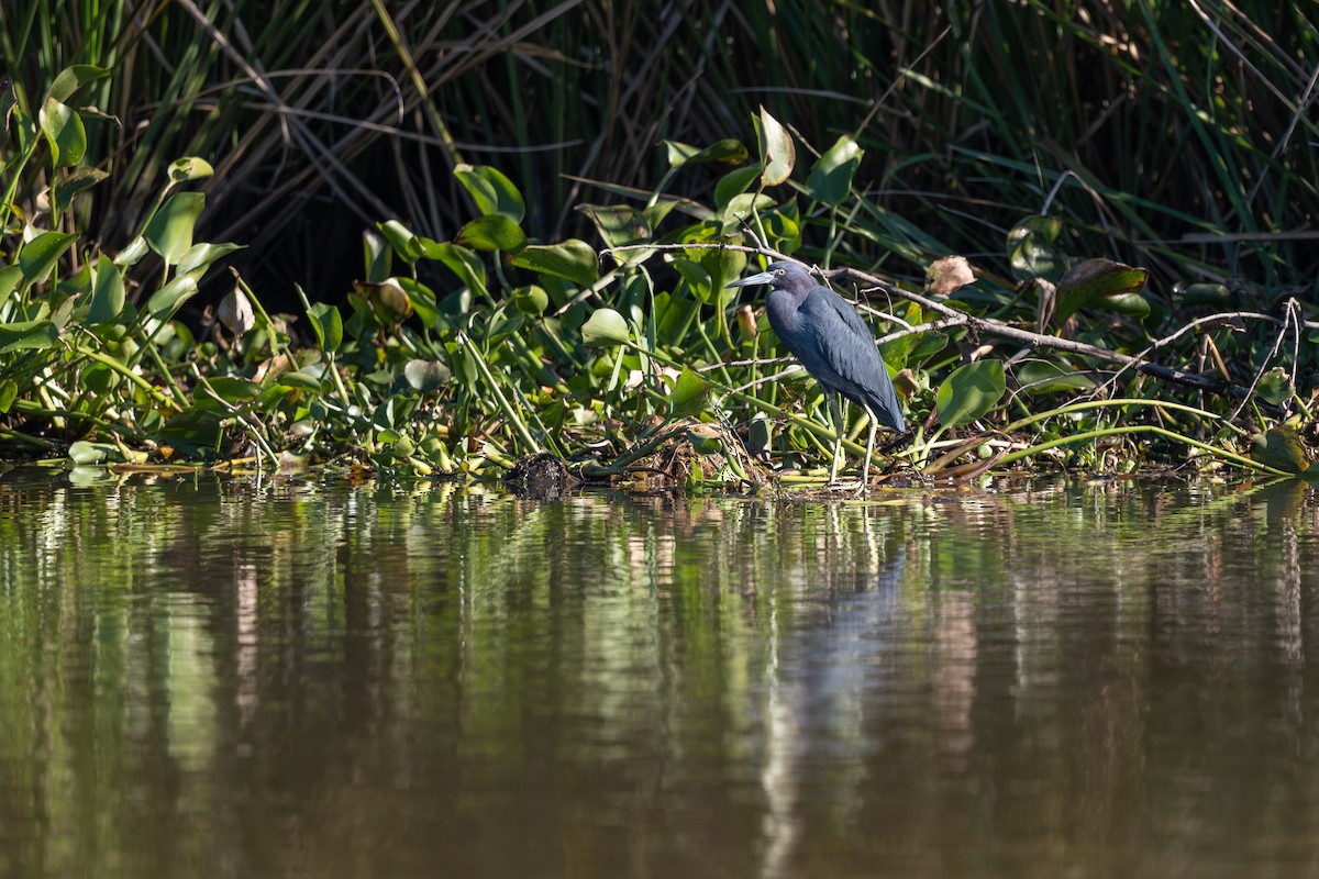 Little Blue Heron - ML627497916