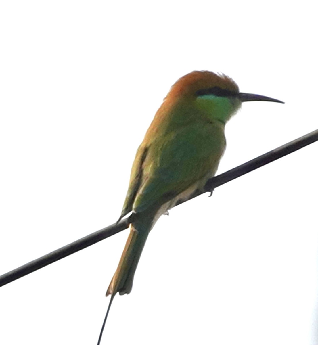 Asian Green Bee-eater - ML627497940