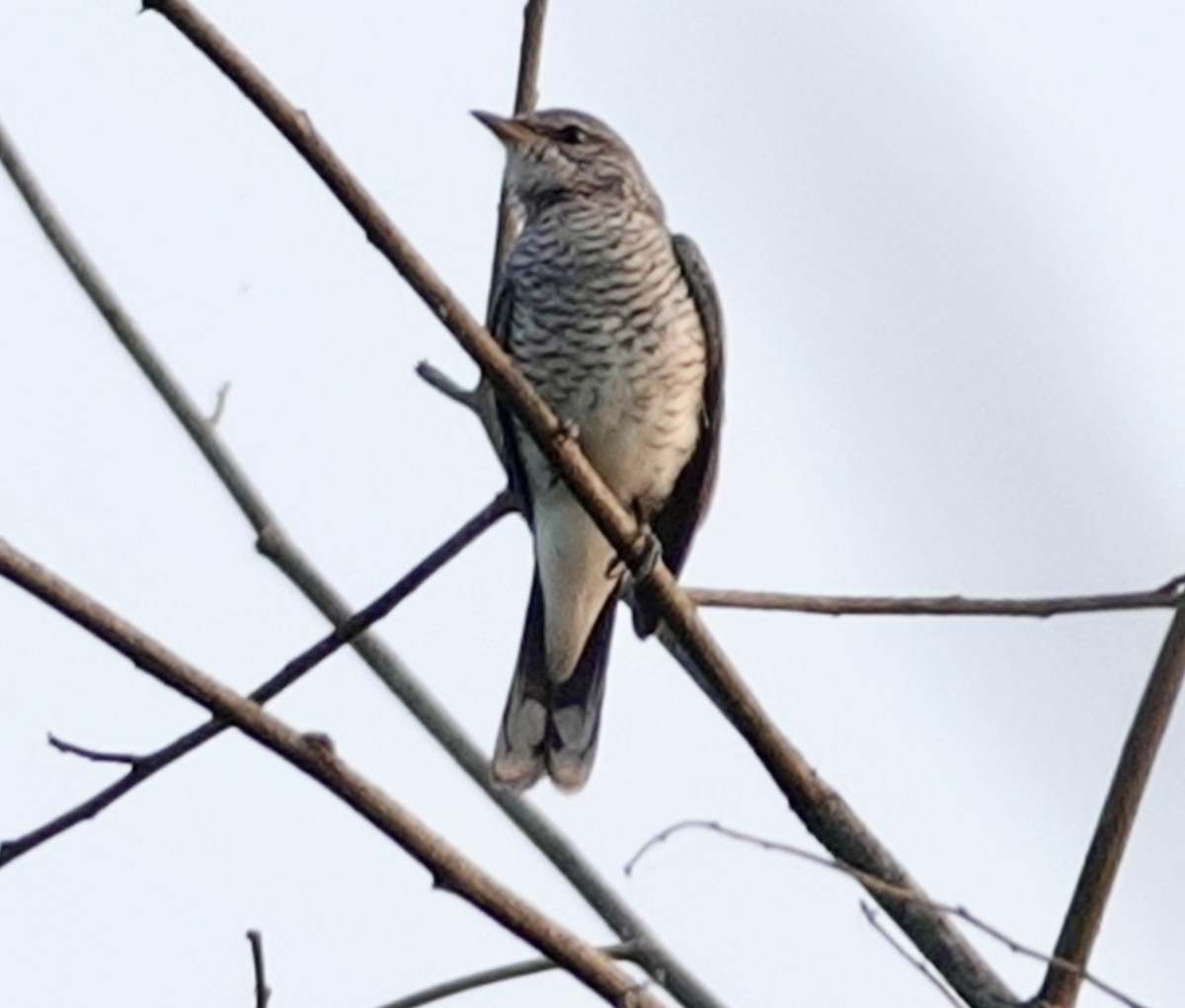 Black-headed Cuckooshrike - ML627497944