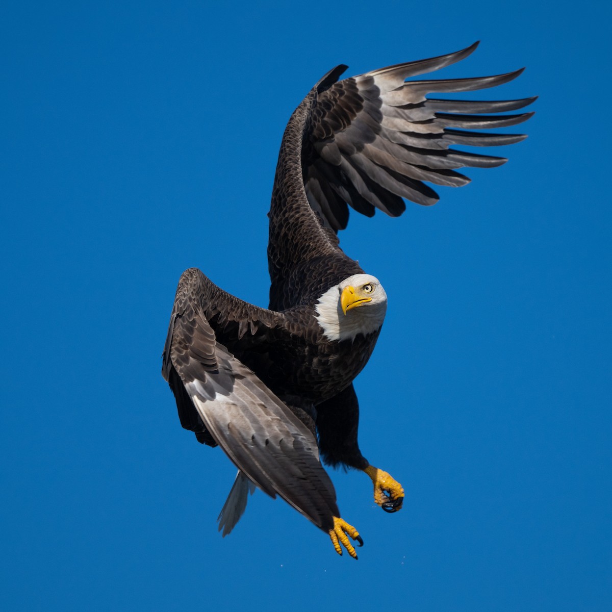 Bald Eagle - ML627497955