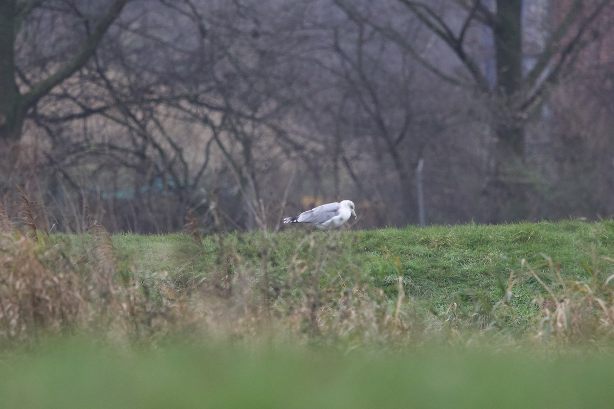 European Herring Gull - ML627498324
