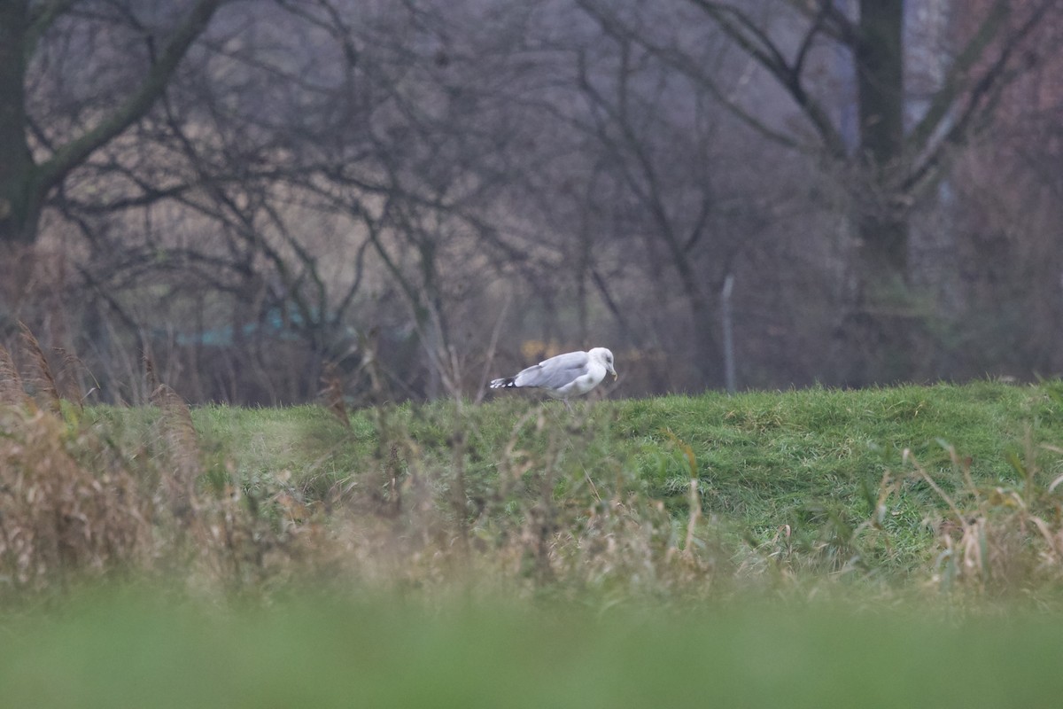 European Herring Gull - ML627498329