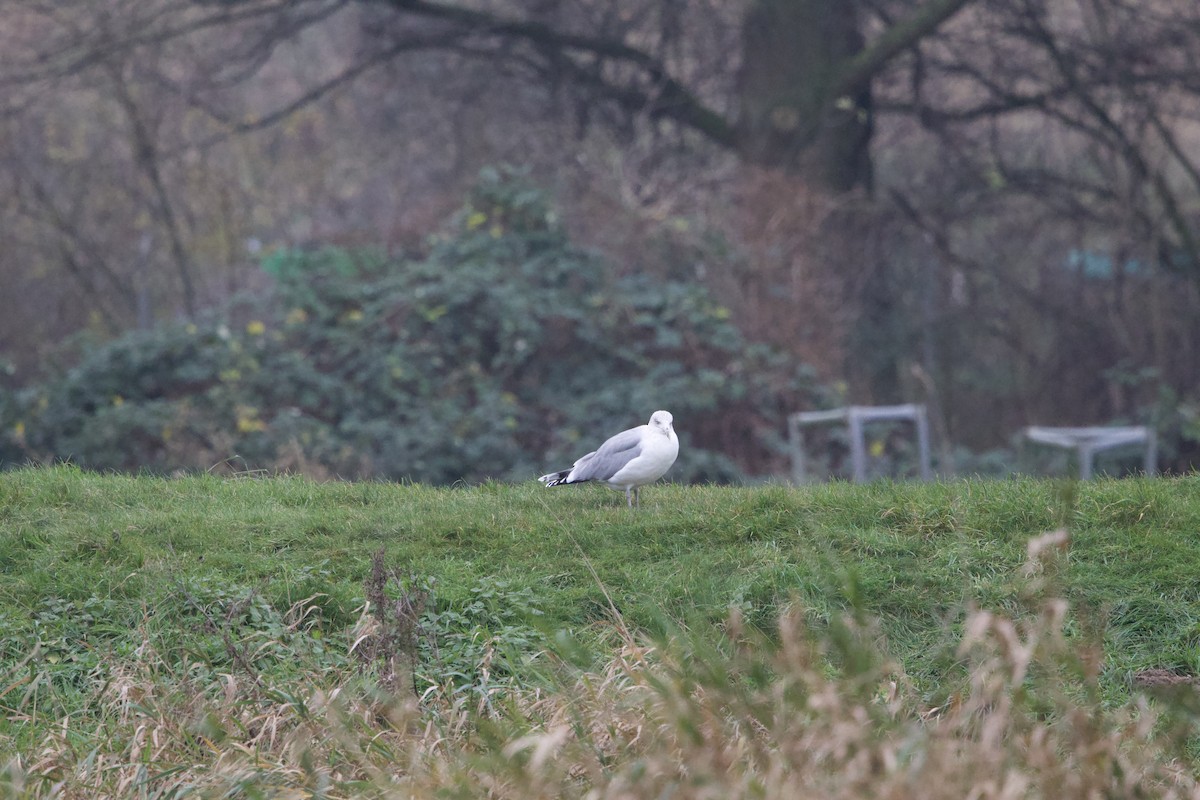 European Herring Gull - ML627498331
