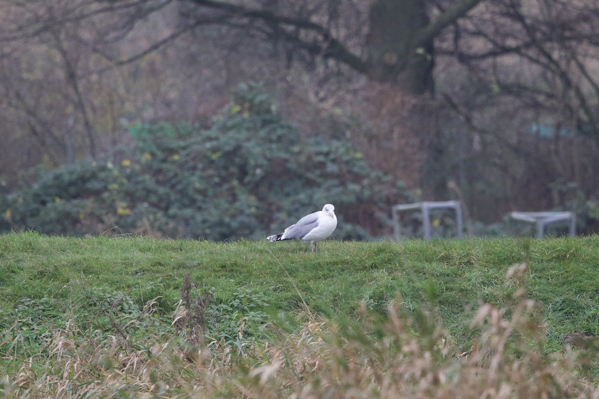 European Herring Gull - ML627498332