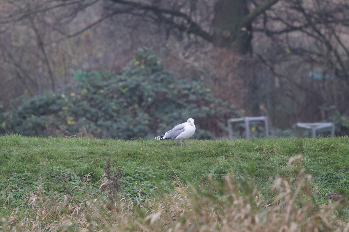 European Herring Gull - ML627498333