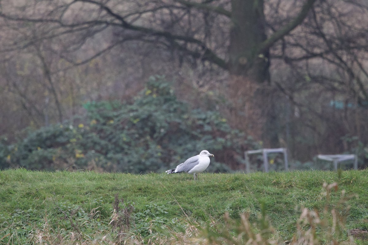 European Herring Gull - ML627498334