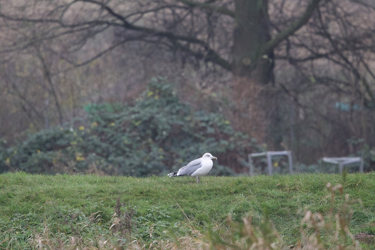 European Herring Gull - ML627498335