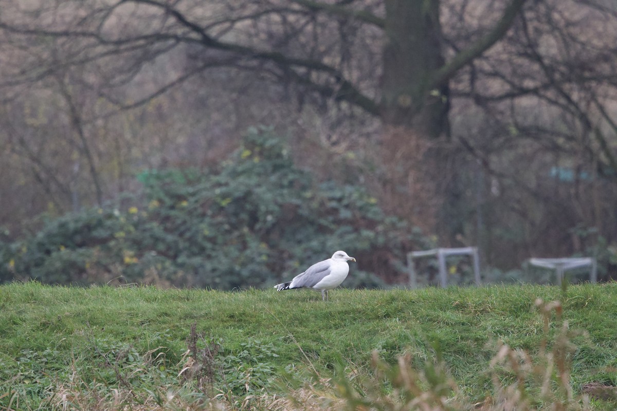 European Herring Gull - ML627498336