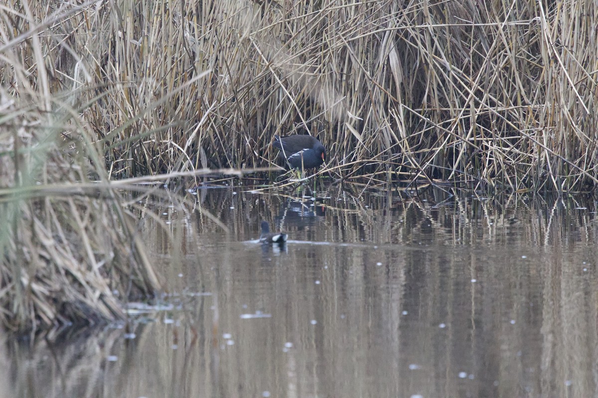 Eurasian Moorhen - ML627498342