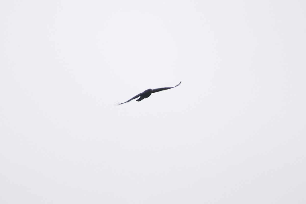 Common Raven - ML627498347