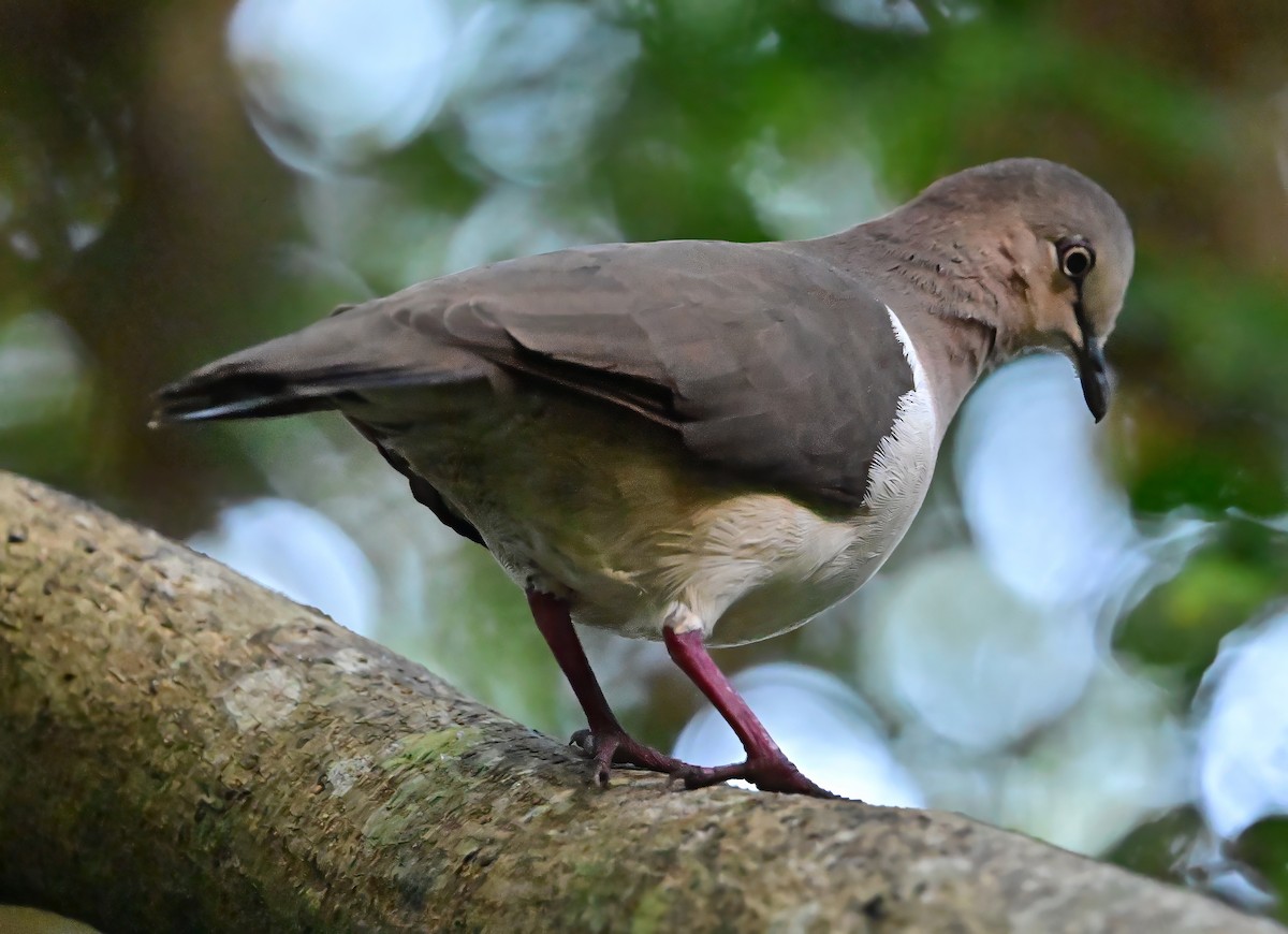 Grenada Dove - ML627498436
