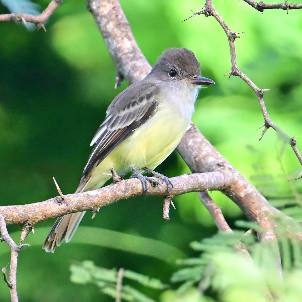 Grenada Flycatcher - ML627498464