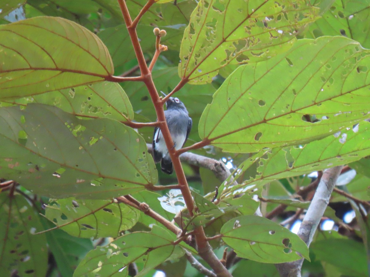 Slate-throated Gnatcatcher - ML627498474