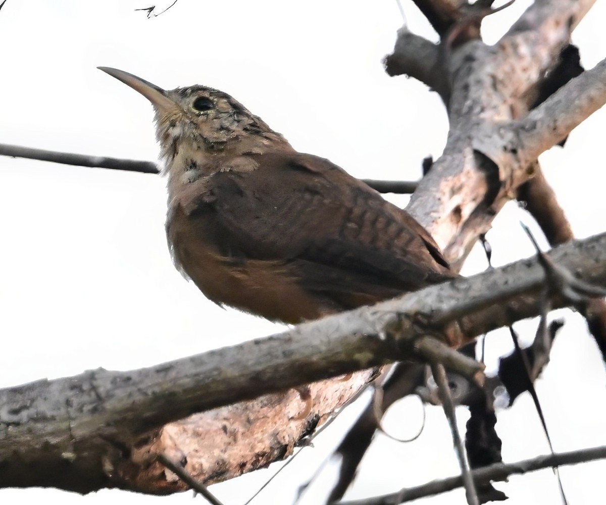 Grenada Wren - ML627498475