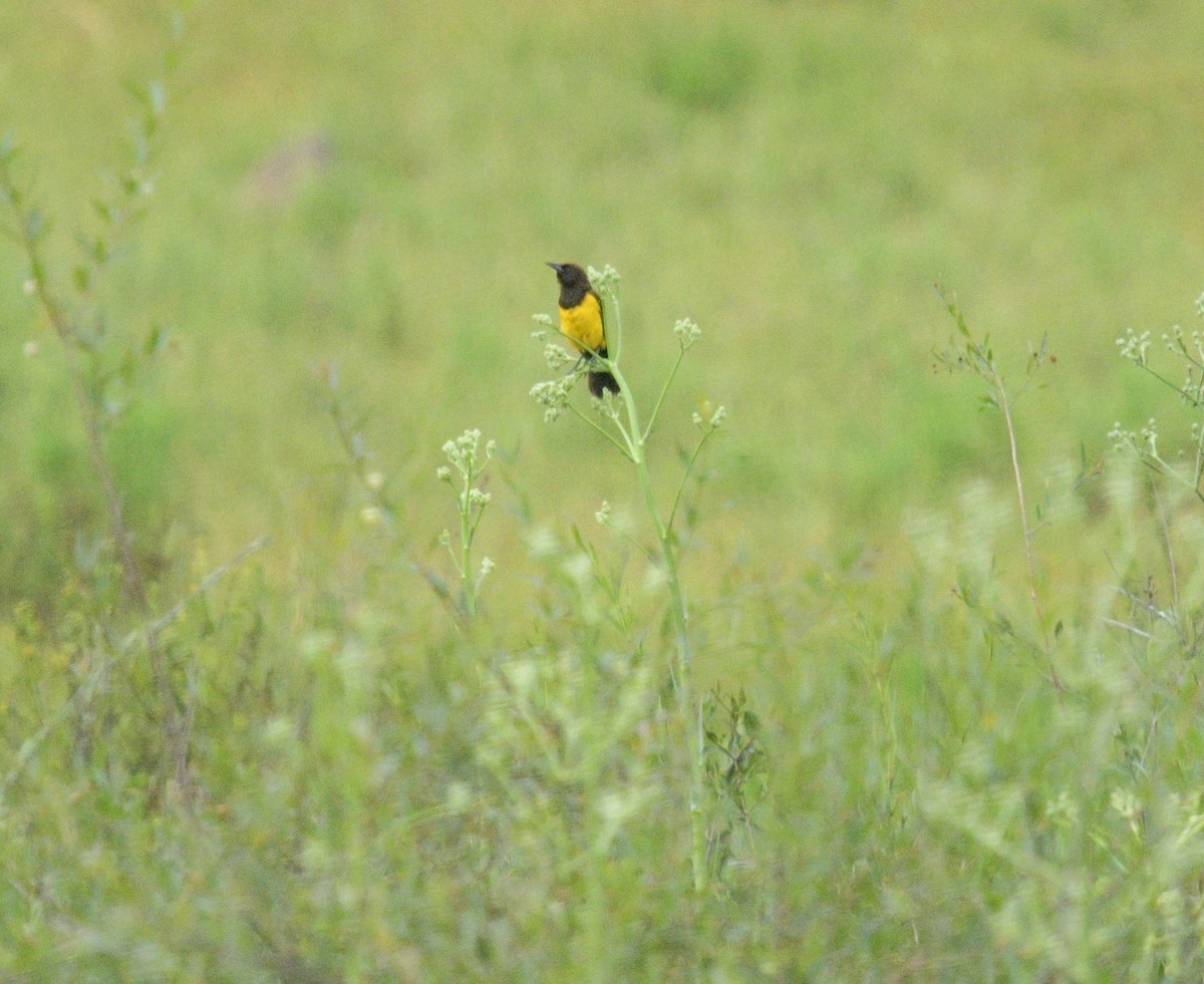 Yellow-rumped Marshbird - ML627498479