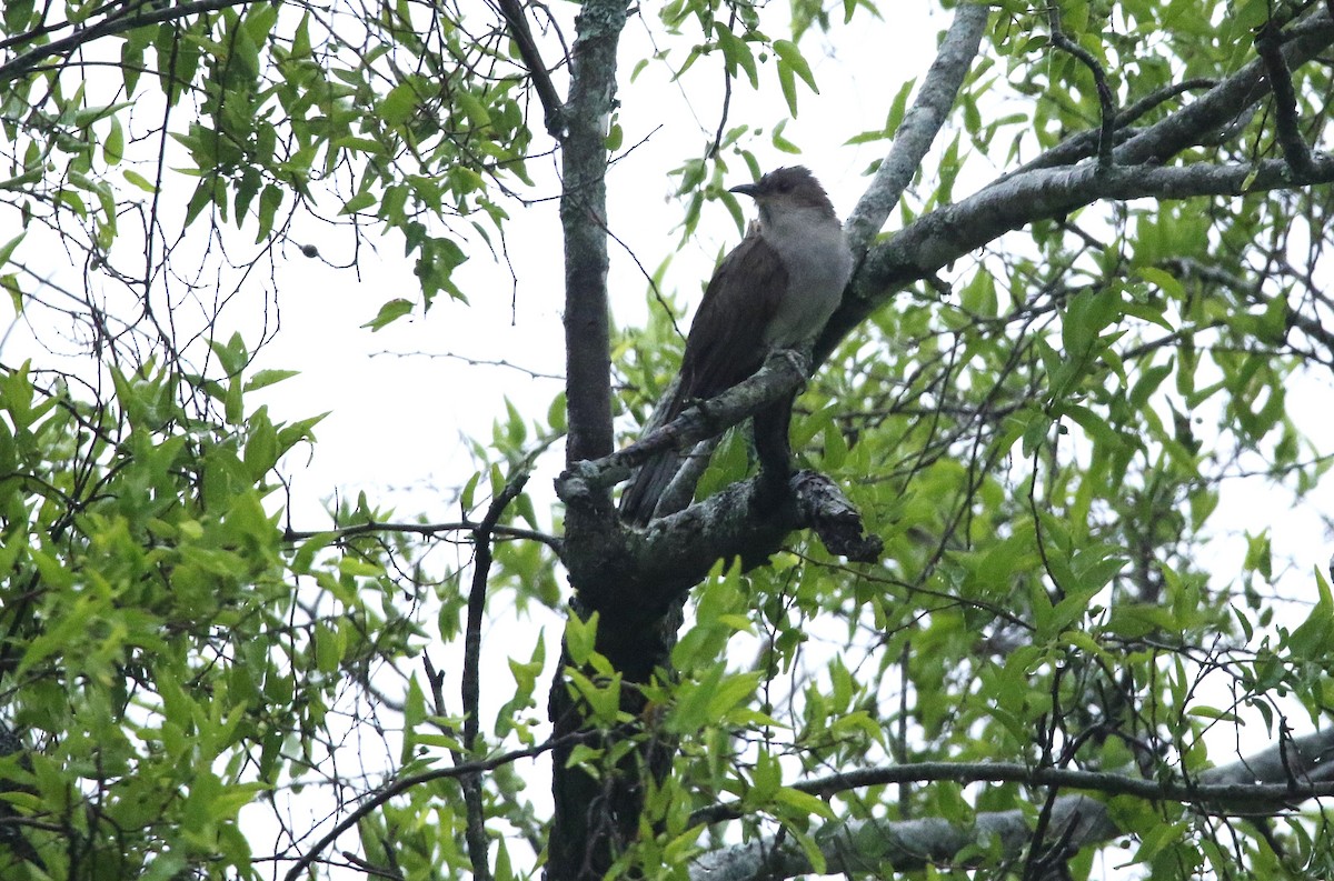 Ash-colored Cuckoo - ML627498517