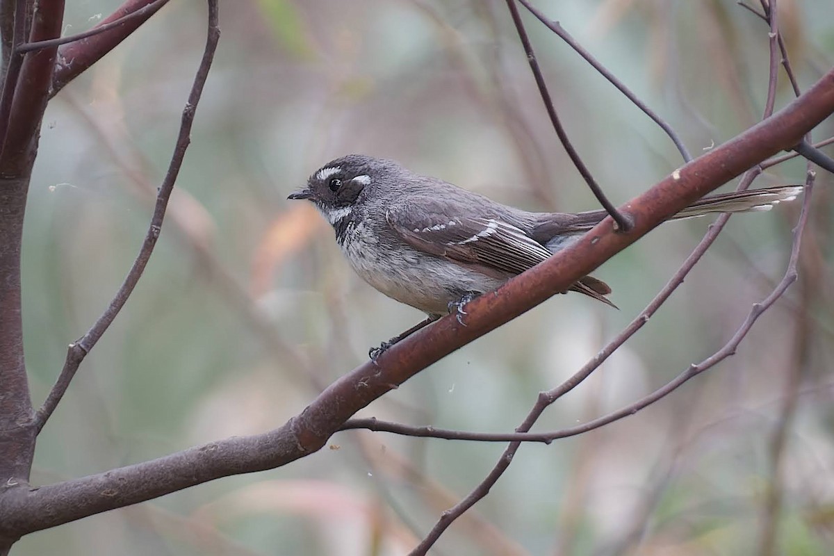 Gray Fantail - ML627498586