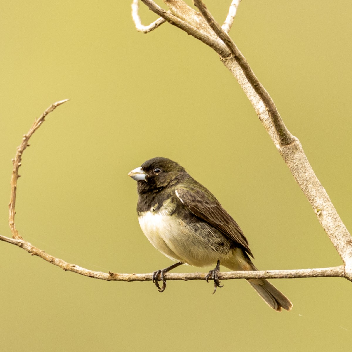 Yellow-bellied Seedeater - ML627498596