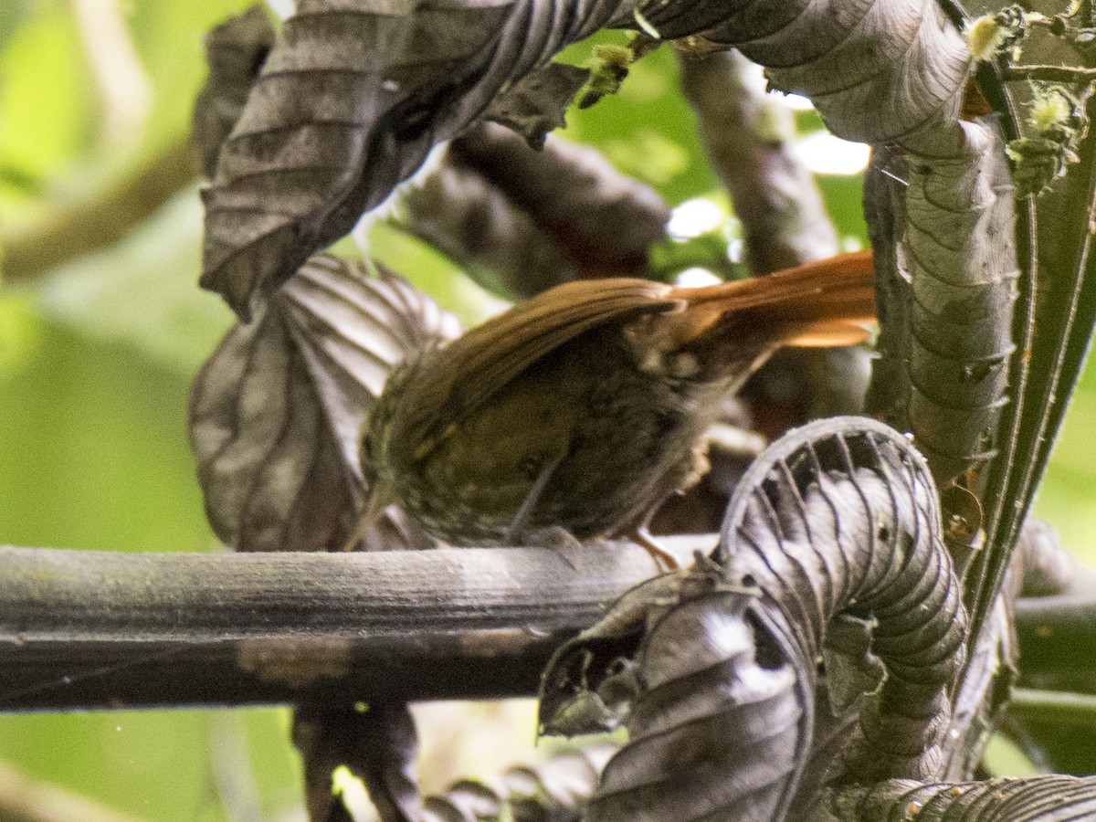 Rusty-winged Barbtail - ML627498597