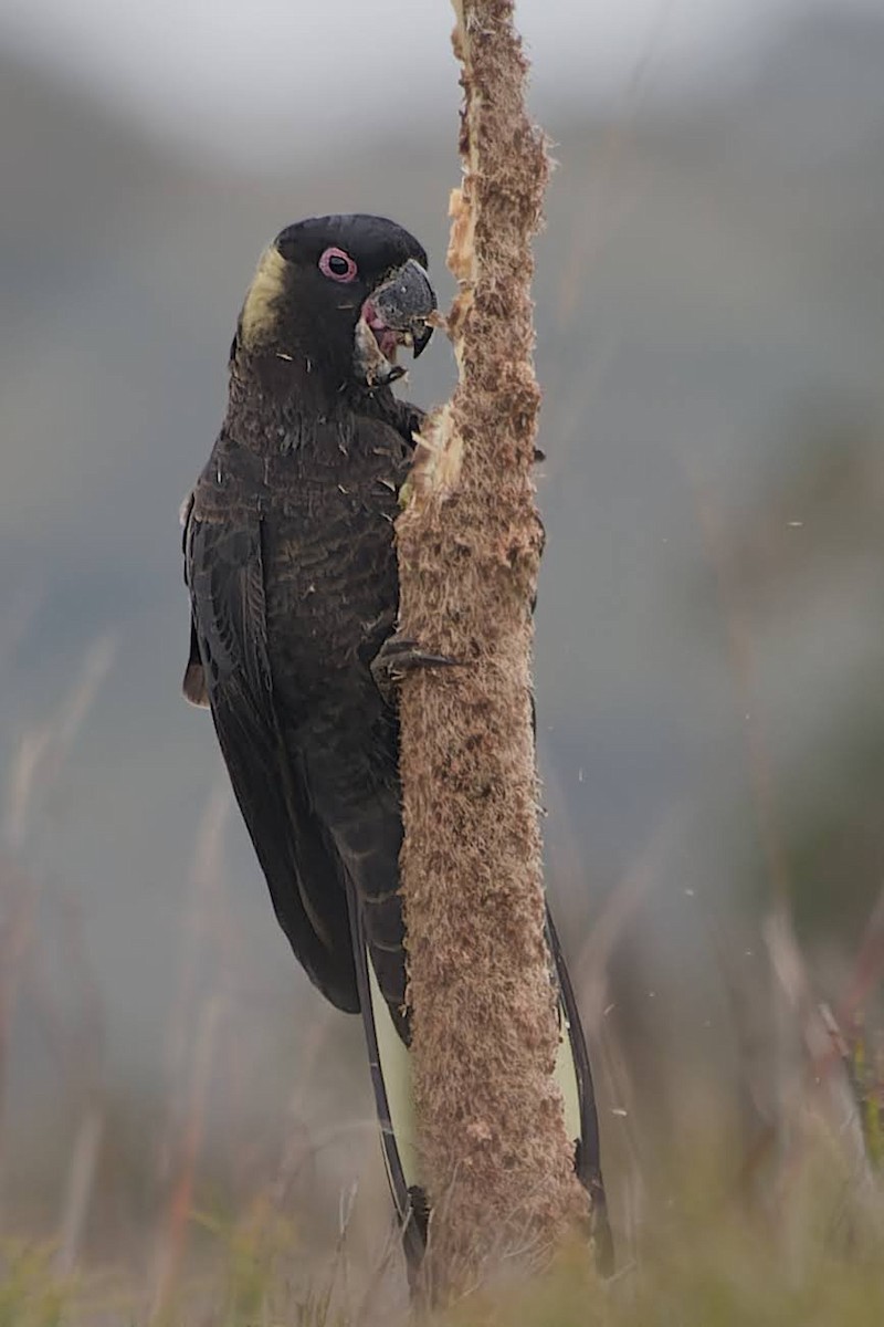 Yellow-tailed Black-Cockatoo - ML627498615