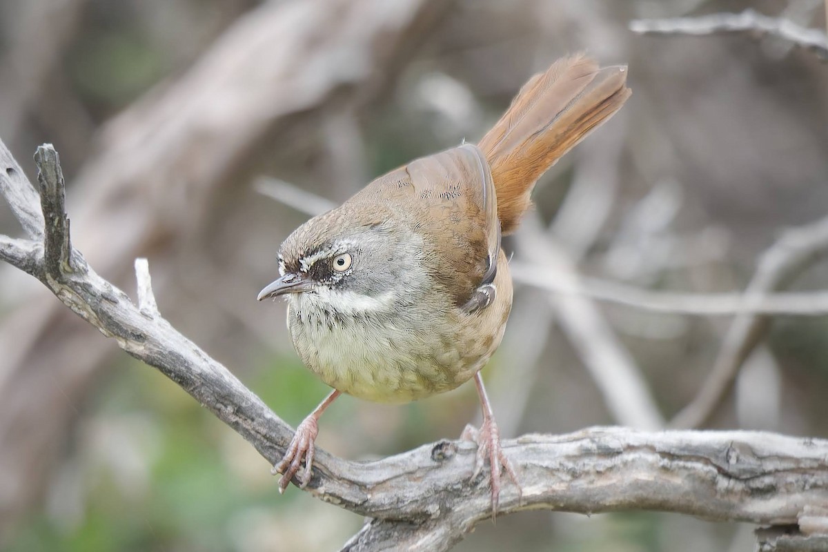 White-browed Scrubwren - ML627498783