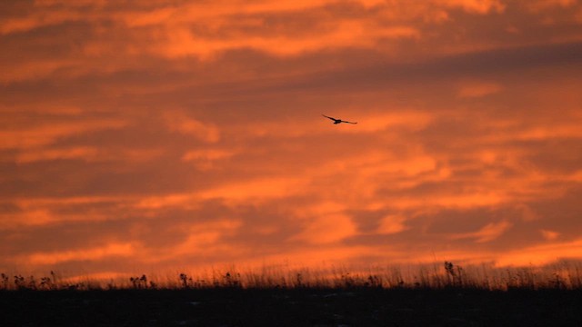 Болотная сова - ML627498812