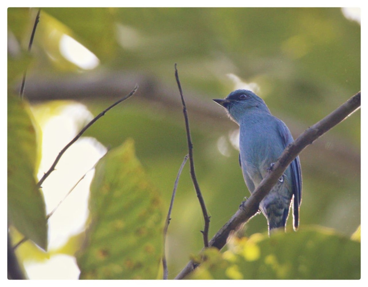 Verditer Flycatcher - ML627498841