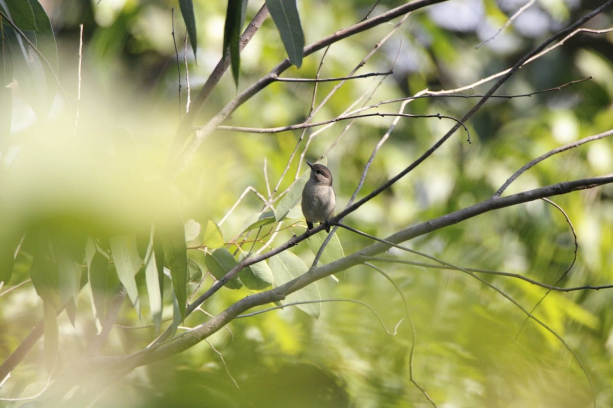 Taiga Flycatcher - ML627498849
