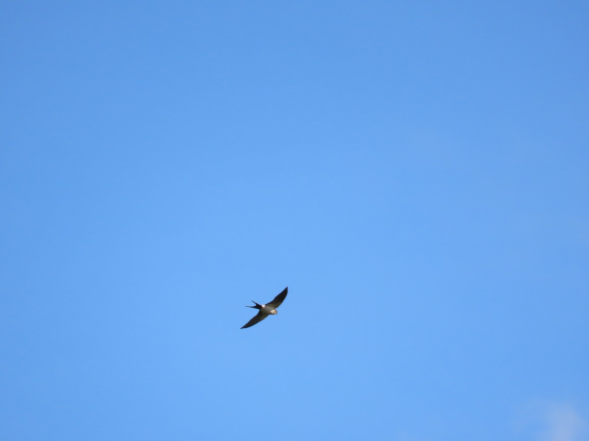 Eastern Red-rumped Swallow (Striated) - ML627498905