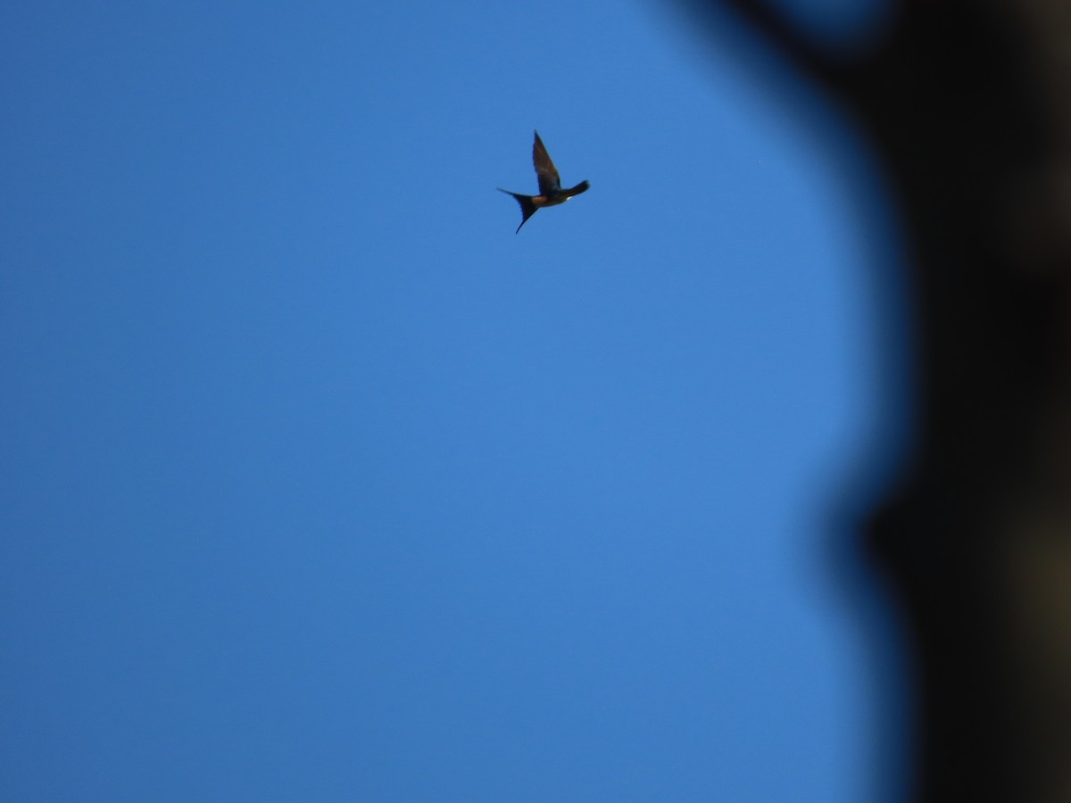 Eastern Red-rumped Swallow (Striated) - ML627498906