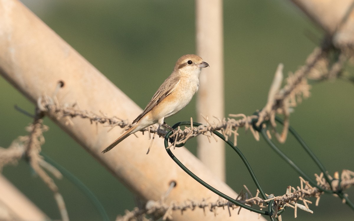 Isabelline Shrike - ML627498994