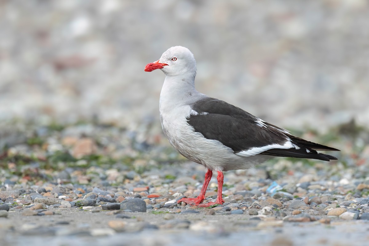 Dolphin Gull - ML627499001