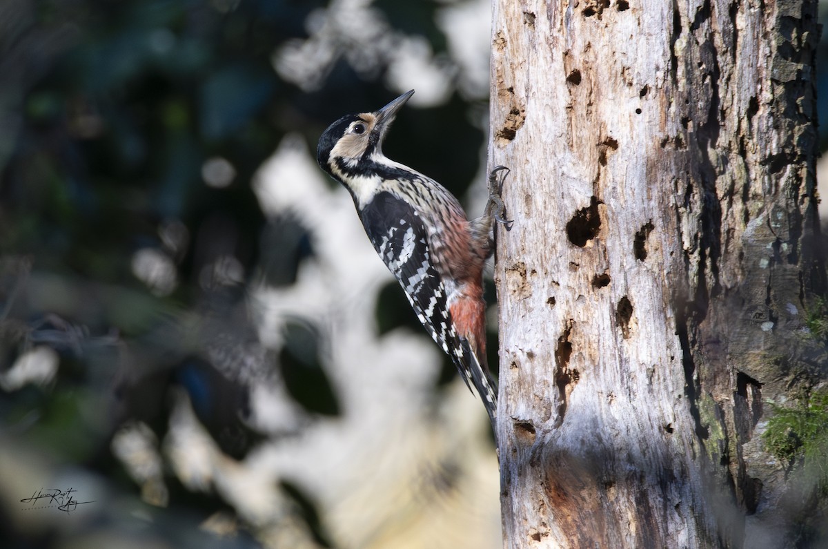 White-backed Woodpecker - ML627499050