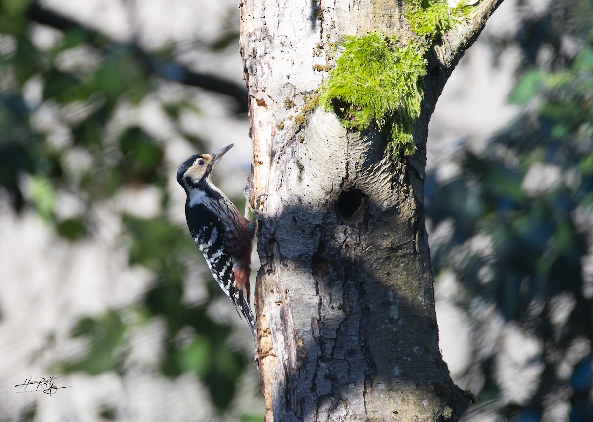 White-backed Woodpecker - ML627499060
