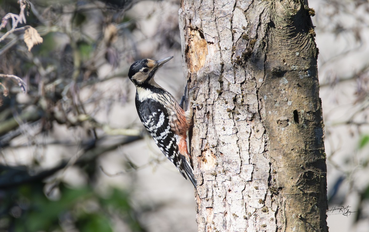 White-backed Woodpecker - ML627499078