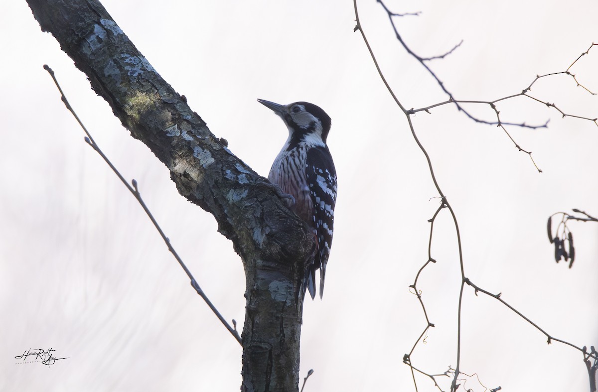 White-backed Woodpecker - ML627499097