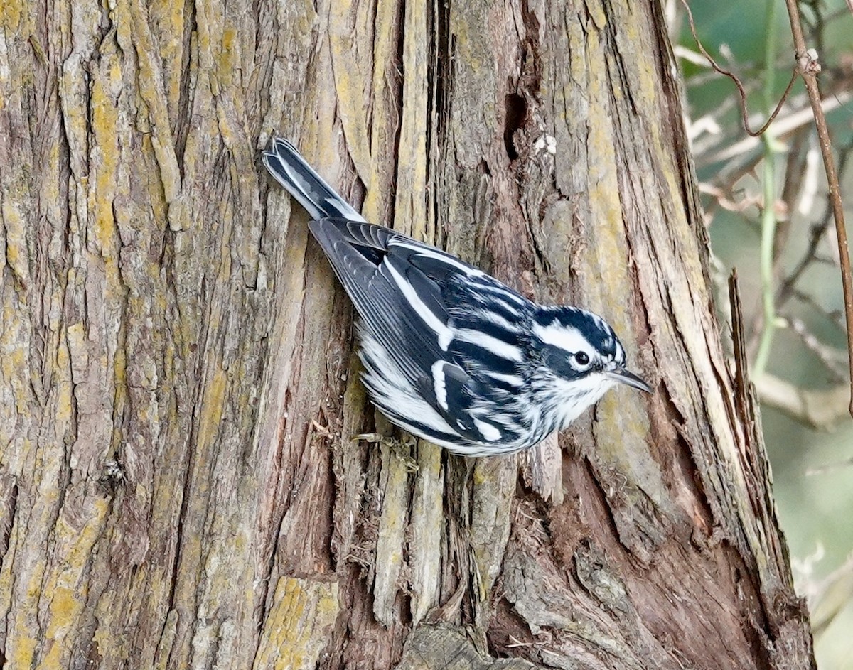 Black-and-white Warbler - ML627499113