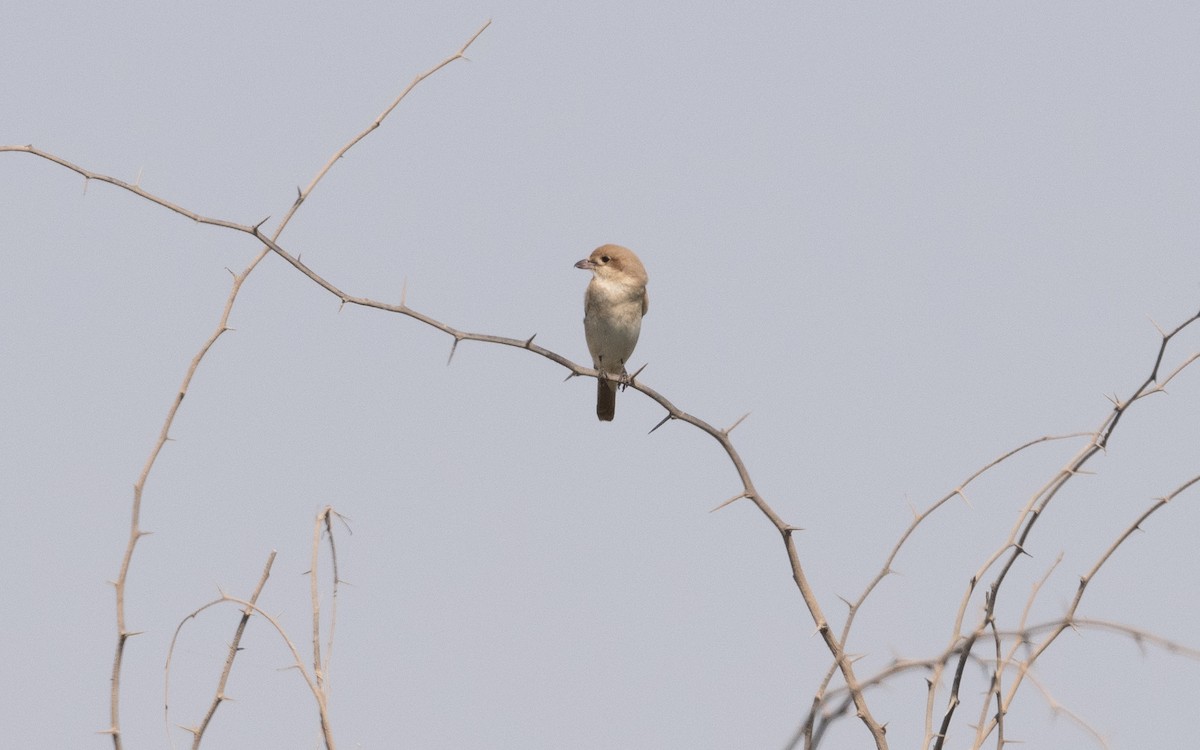 Isabelline Shrike - ML627499134