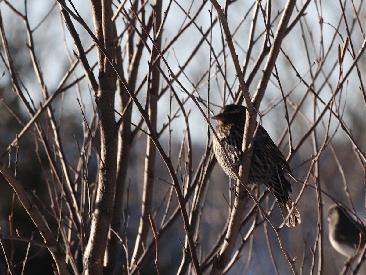 Red-winged Blackbird - ML627499321