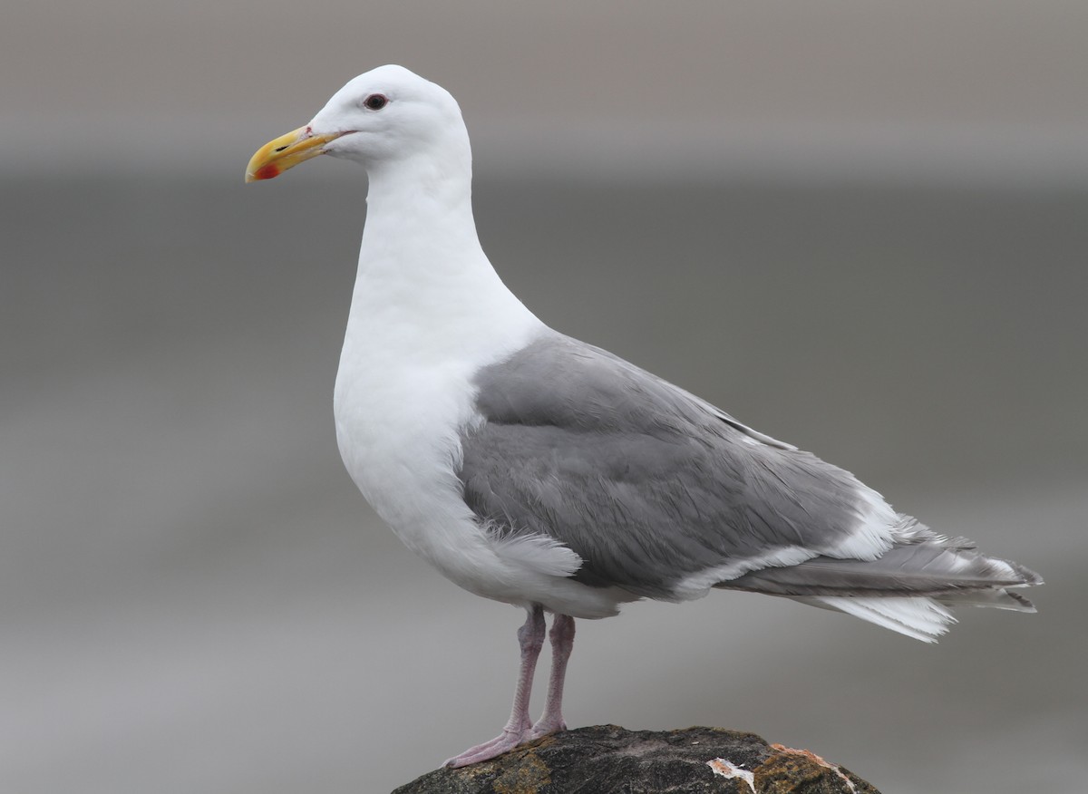 Glaucous-winged Gull - Shawn Billerman