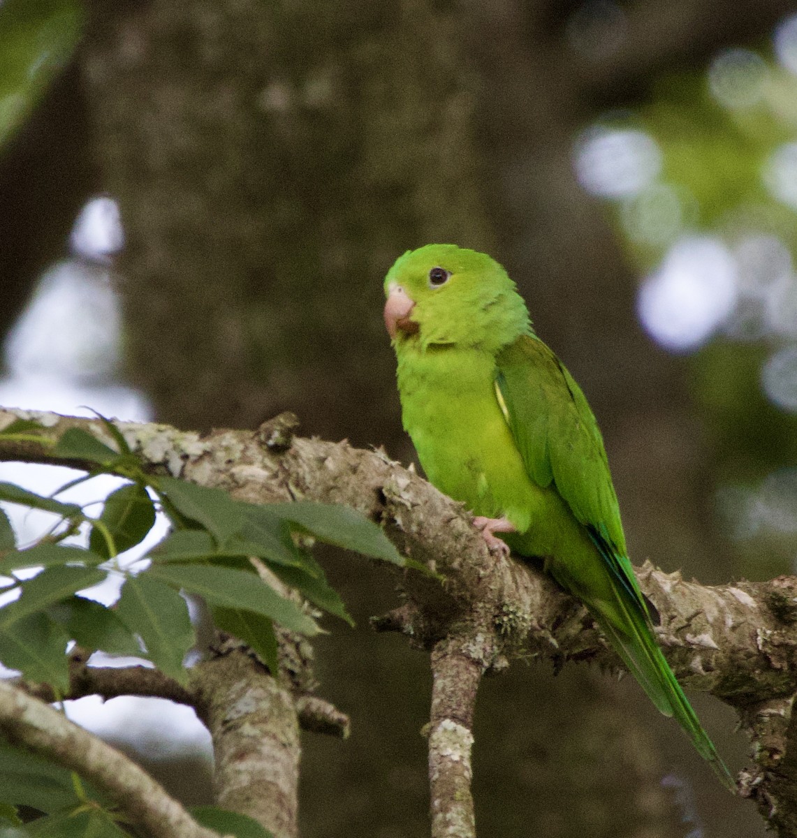 Plain Parakeet - ML627499622